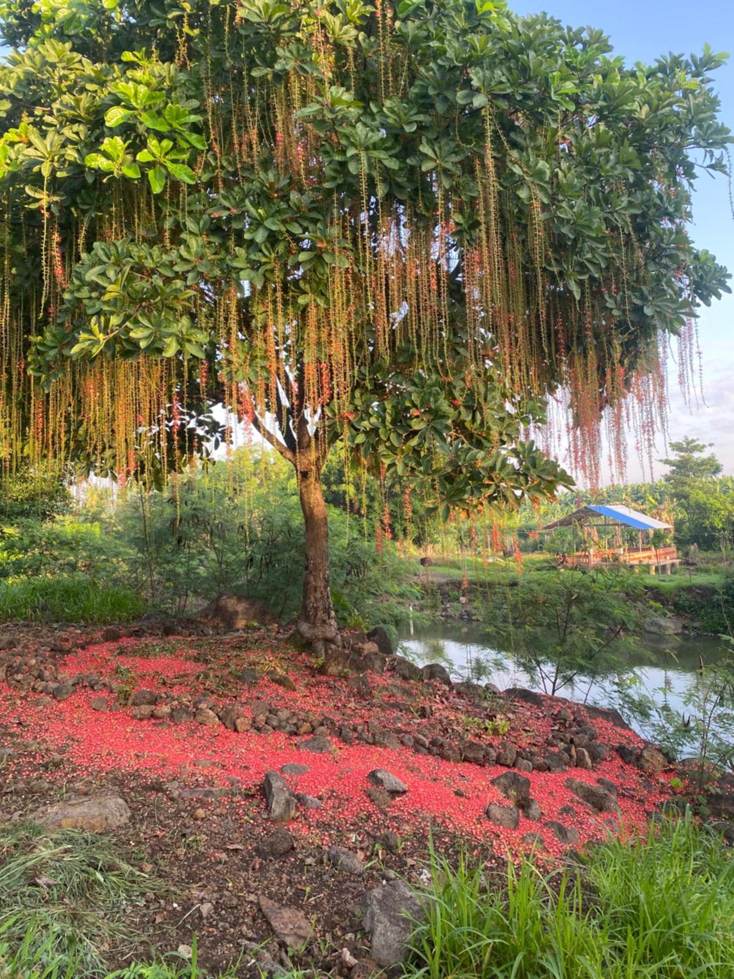 Homestay Tay Xa Trang Bom Extérieur photo